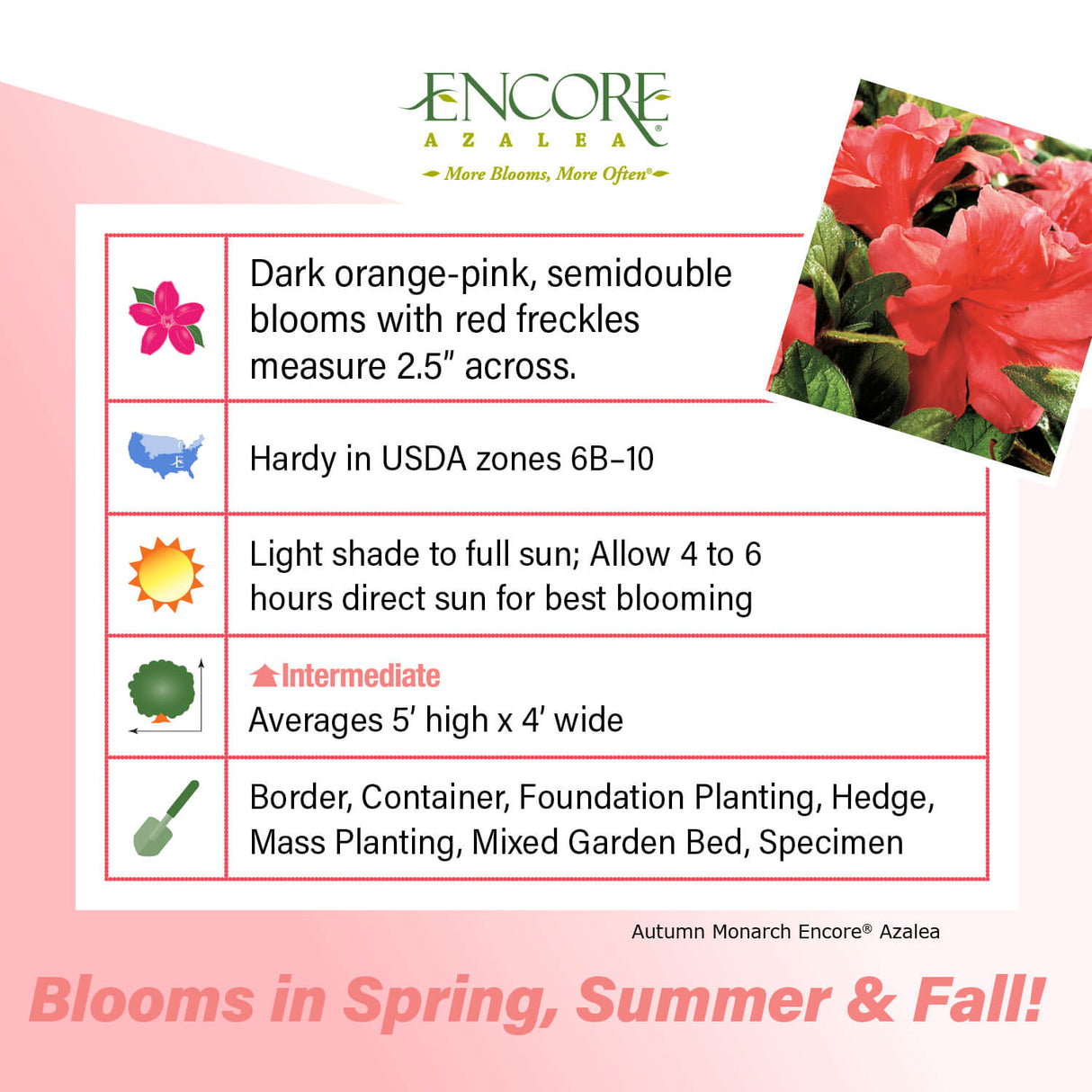 Encore Azalea Autumn Monarch fact sheet