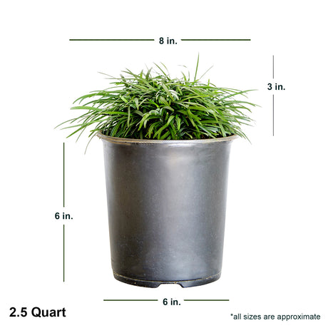2.5 quart Dwarf Mondo Grass in black container showing dimensions