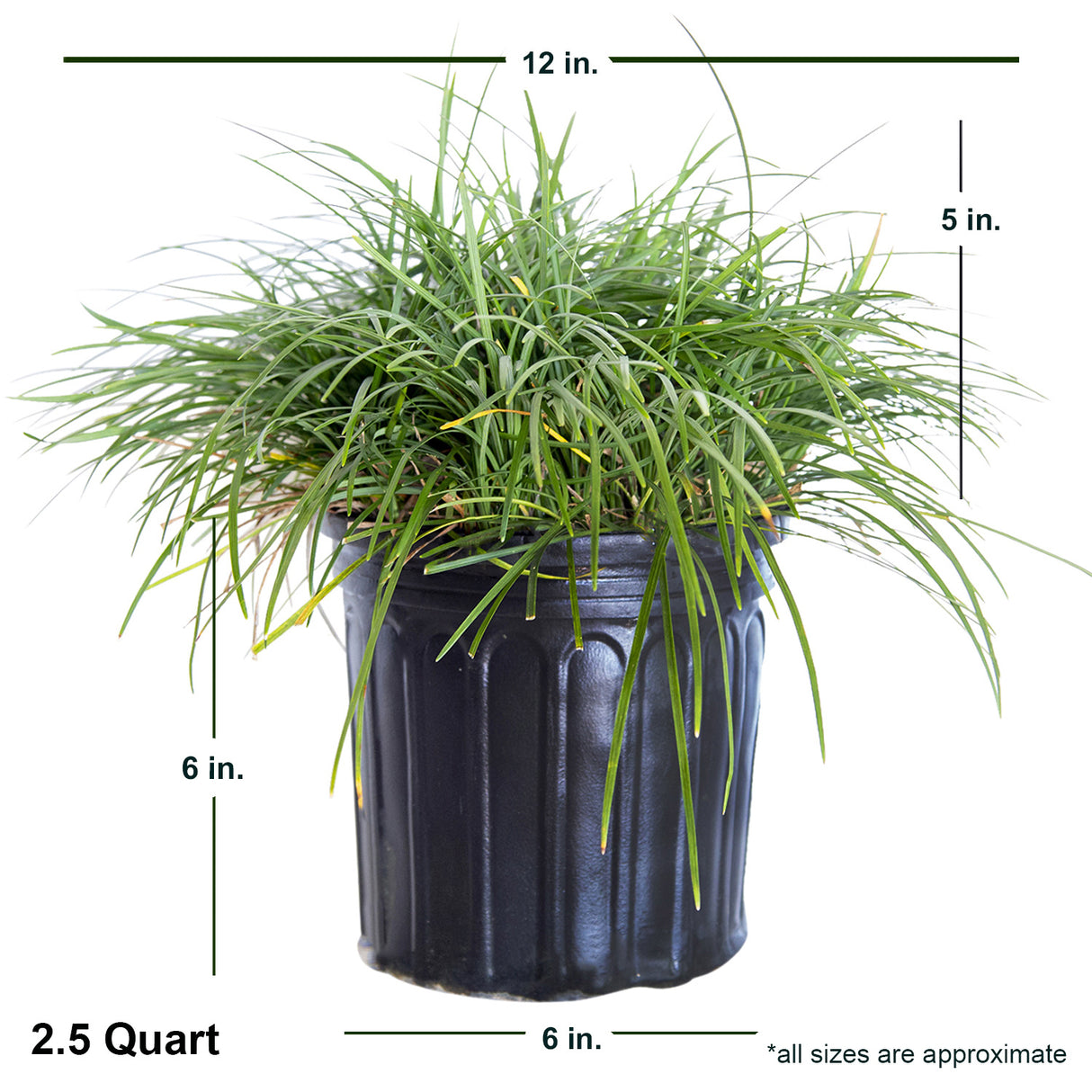 2.5 Quart Mondo grass in black container showing dimensions
