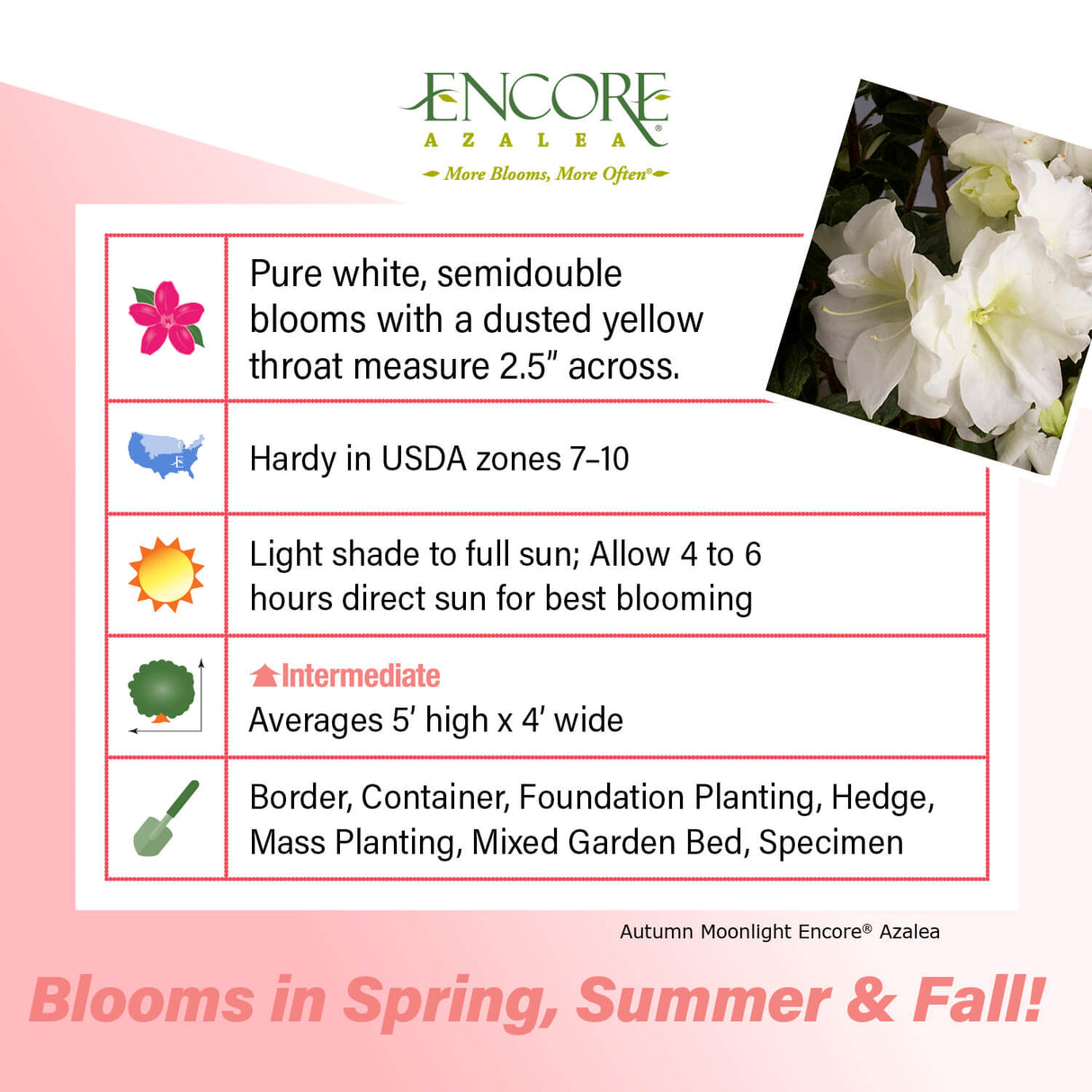 Encore Azalea Autumn Moonlight fact sheet