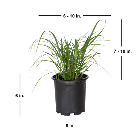 2.5 Quart My Fairh Maiden Grass with shipped product dimensions. Ships at approx 7-10 inches tall by 6-10 inches wide