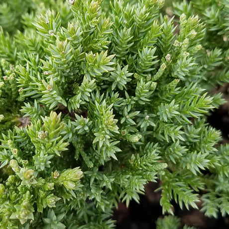 Nana Juniper foliage - The Dwarf Juniper Procumbens Nana has evergreen foliage