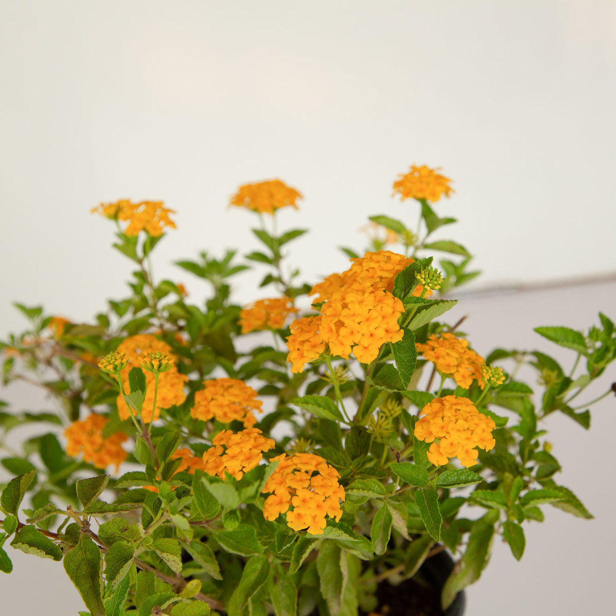 new gold landscape lantana perennial plant for sale online 