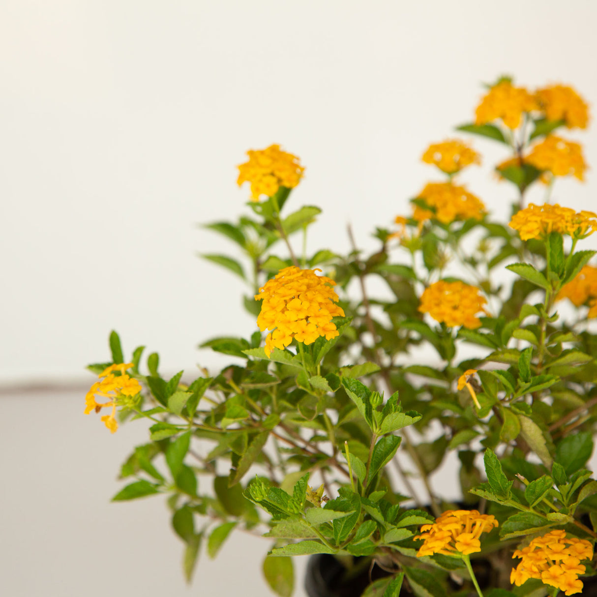 new gold landscape lantana potted plant for sale online 