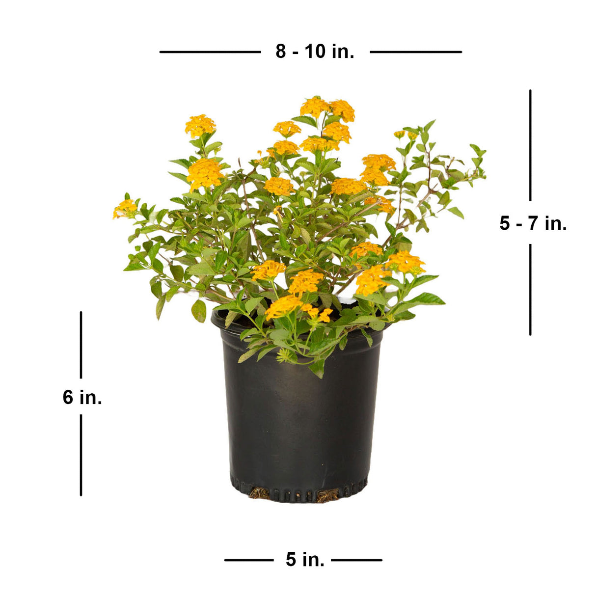 yellow lantana flower plant for sale average size shipped in a black pot 