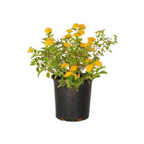 plants by mail bright yellow heat tolerant new gold lantana black pot for sale online