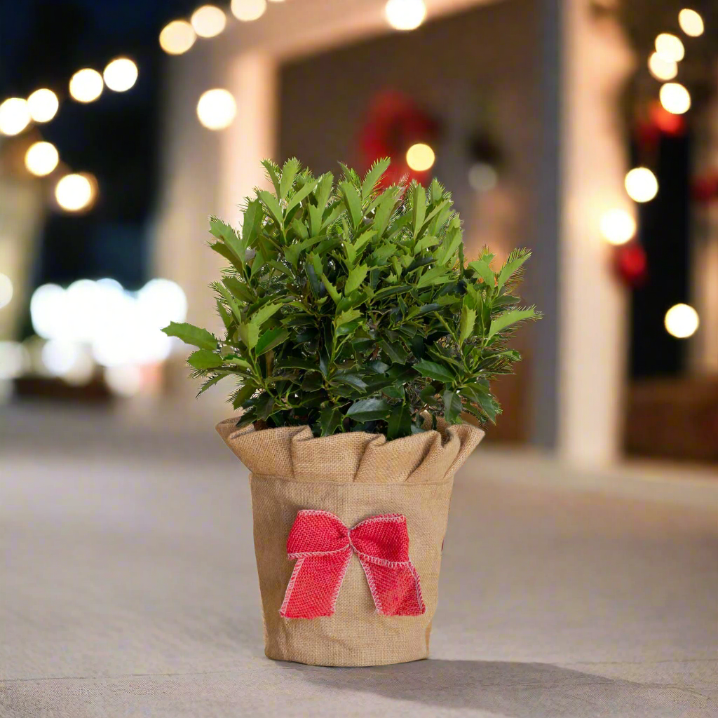 Oakland Holly in Christmas Burlap Holiday Pot Cover on a patio at night