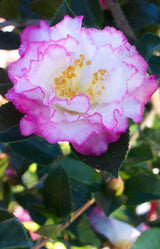October magic inspiration camellia pink and white bloom camellia shrub