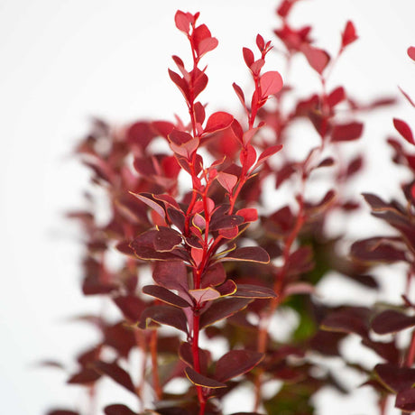 Close up red and orange foliage of the orange rocket barberry shrub