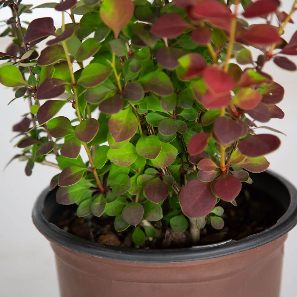 barberry orange rocket dwarf red green foliage