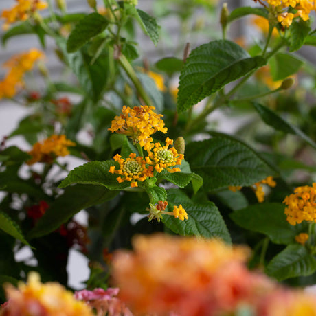 lantana attract butterflies hummingbirds