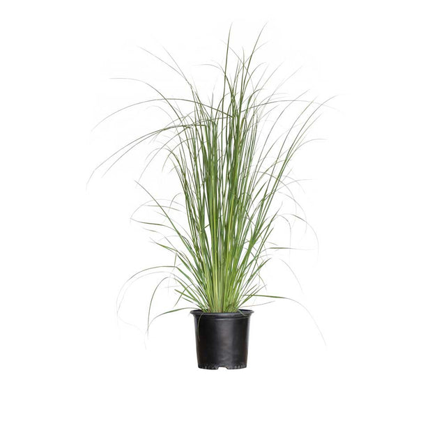 1 gallon pampas grass plant in black pot. These pampas grass for sale will make a statement in any landscape.