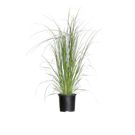 1 gallon pampas grass for sale in black pot. These pampas grass for sale will make a statement in any landscape.
