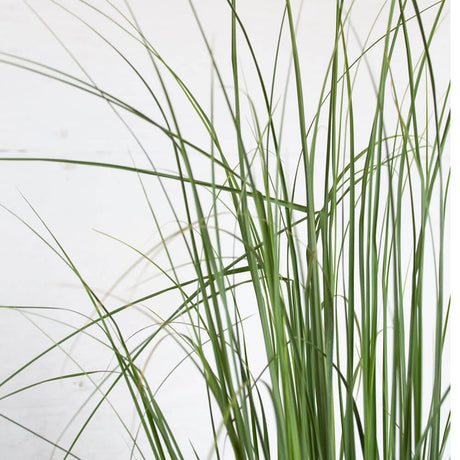 Pampas grass foliage closeup with long green leaves