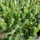 soft textured ever green foliage on a parsoni juniper groundcover