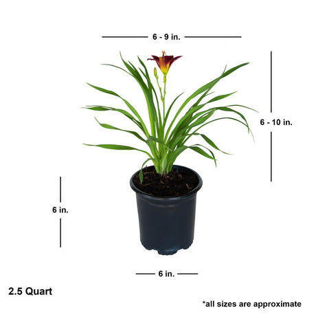 pardon me daylily for sale online live plant in a black pot plantsbymail 