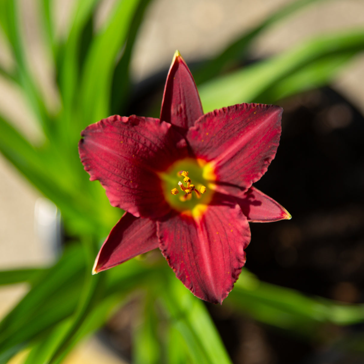 pardon me daylily flower in bloom 