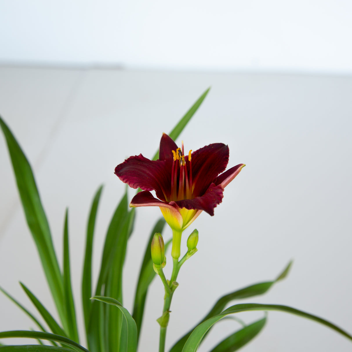 hemerocallis purple daylily plant for sale 