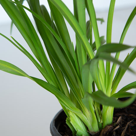 pardon me daylily evergreen foliage for sale