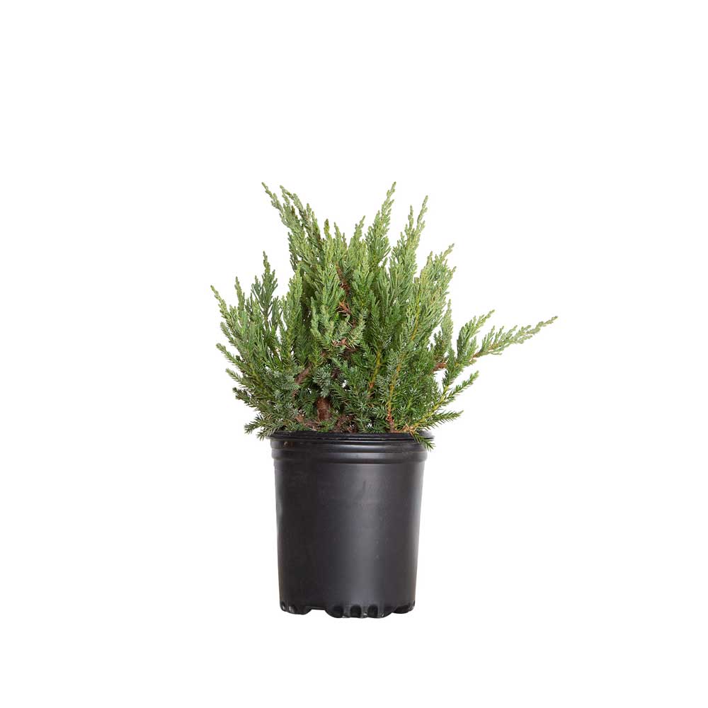 Parsons Juniper black nursery pot - groundcover evergreen