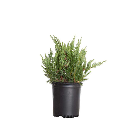 Parsons Juniper black nursery pot - groundcover evergreen
