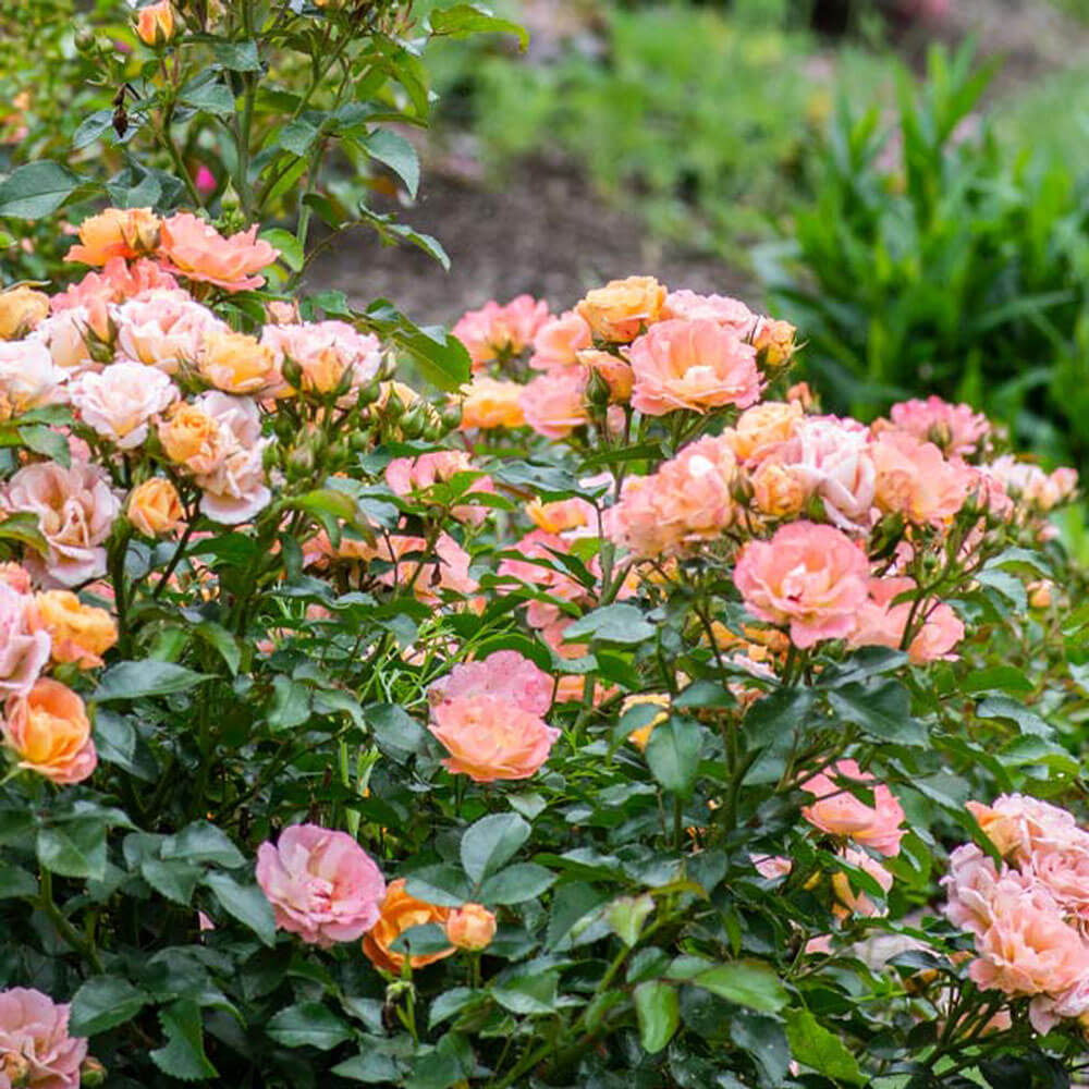 peach drift roses pink groundcovers