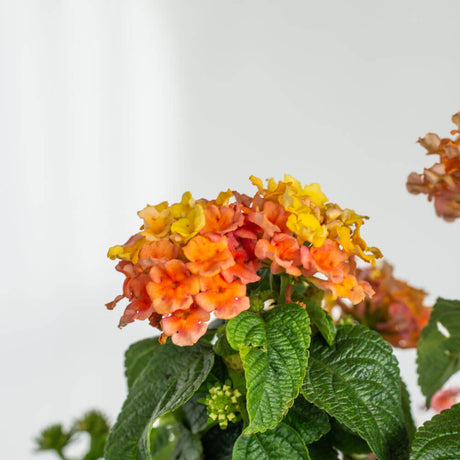 orange yellow annual lantana flowers