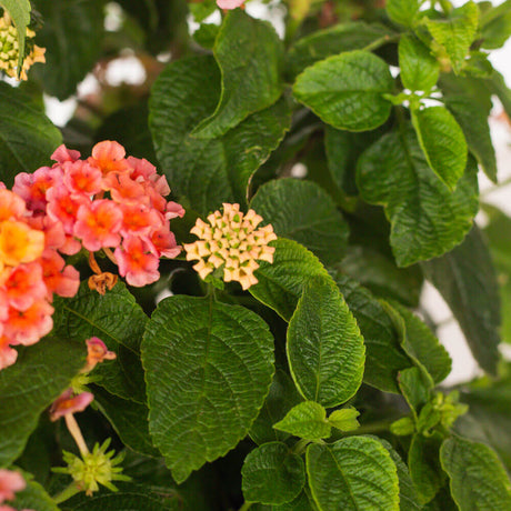 lucky peach lantana annual pink lantana yellow lantana