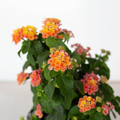 peach glow pink yellow lantana flowers for sale online