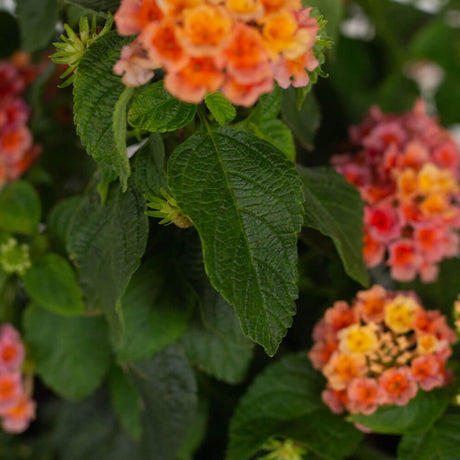 bigleaf lantana foliage and flowers