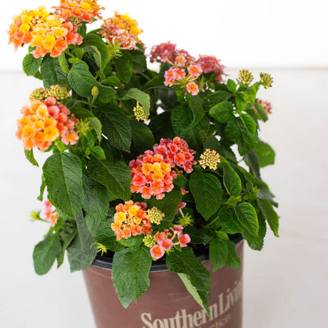 peach glow lantana southern living