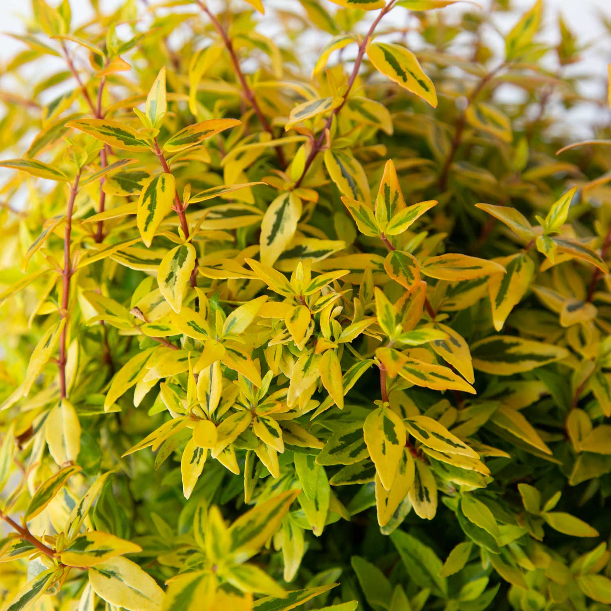 Suntastic Peach Abelia