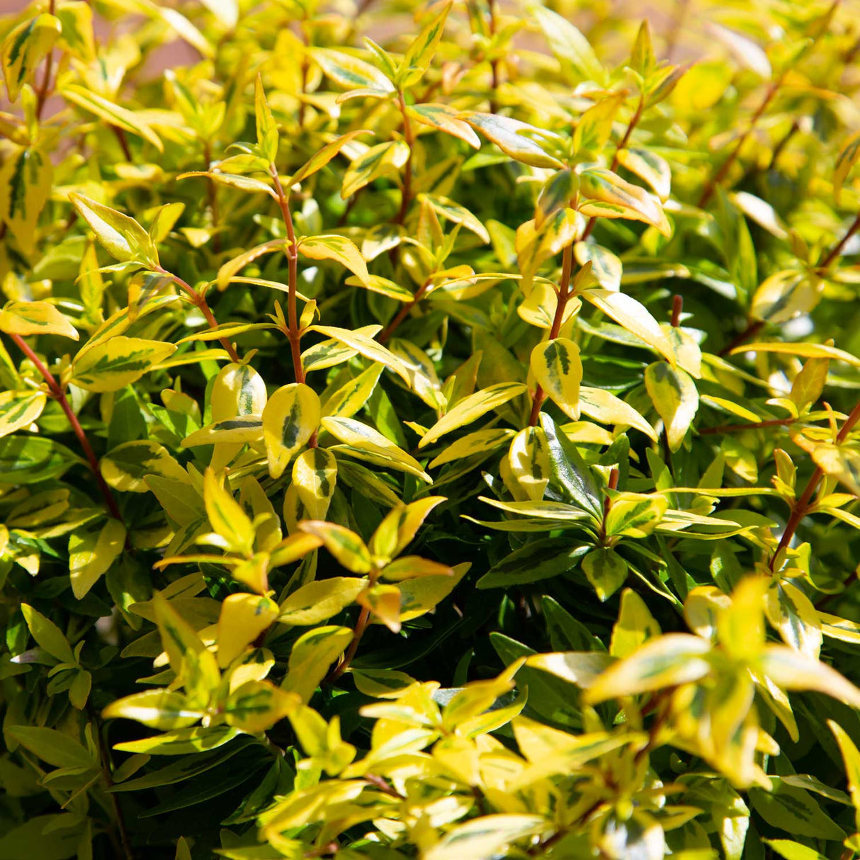 Suntastic Peach Abelia