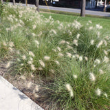 hameln fountain grass for sale online