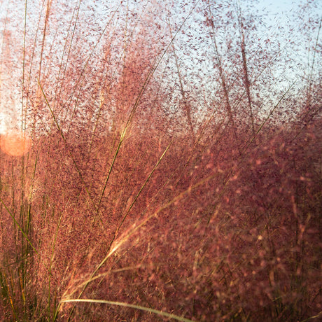 Pink Muhly Grass with pink blooms in the landscape