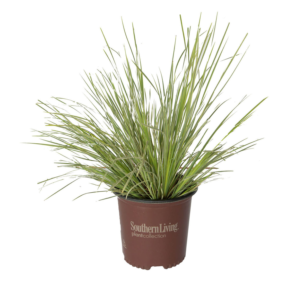 2 gallon platinum beauty lomandra for sale southern living plant collection 