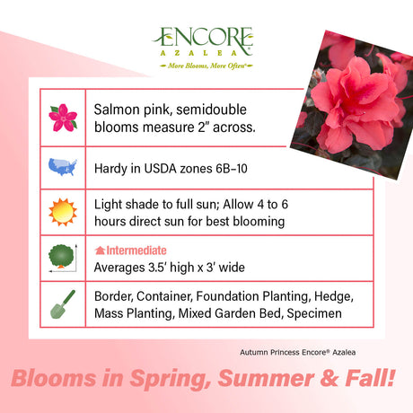 Encore Azalea Autumn Princess fact sheet