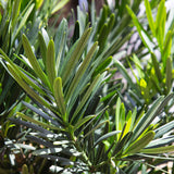 pringles dwarf podocarpus yew tree for sale 