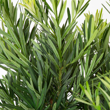 pringles dwarf podocarpus yew tree for sale 