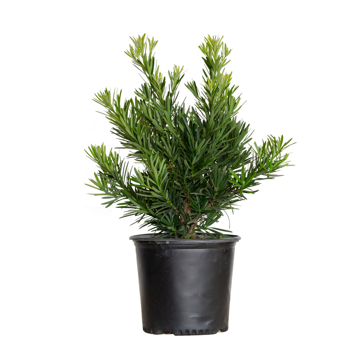 pringles dwarf podocarpus yew plant live potted plant for sale in black pot 