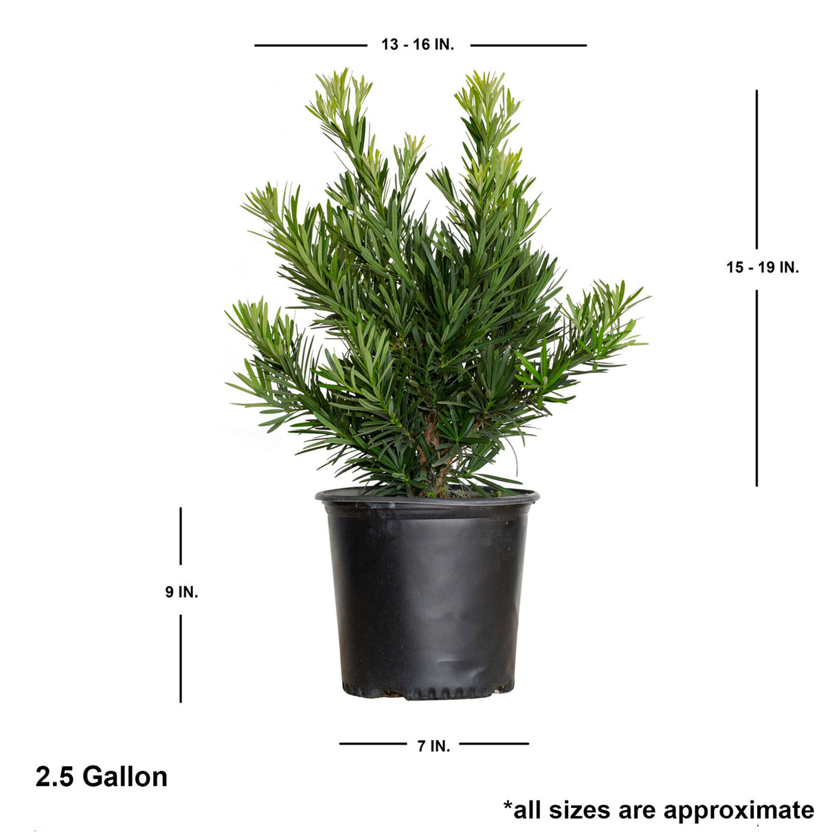 Pringles Dwarf Podocarpus Yew