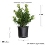 Pringles Dwarf Podocarpus Yew