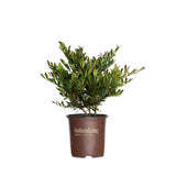 2 gallon Cast in Bronze Distylium shrub in a brown Southern Living Plants container