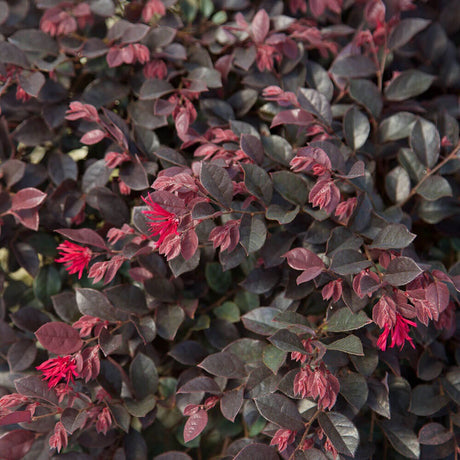 pink purple loropetalum chinense purple daydream fringe flower for sale