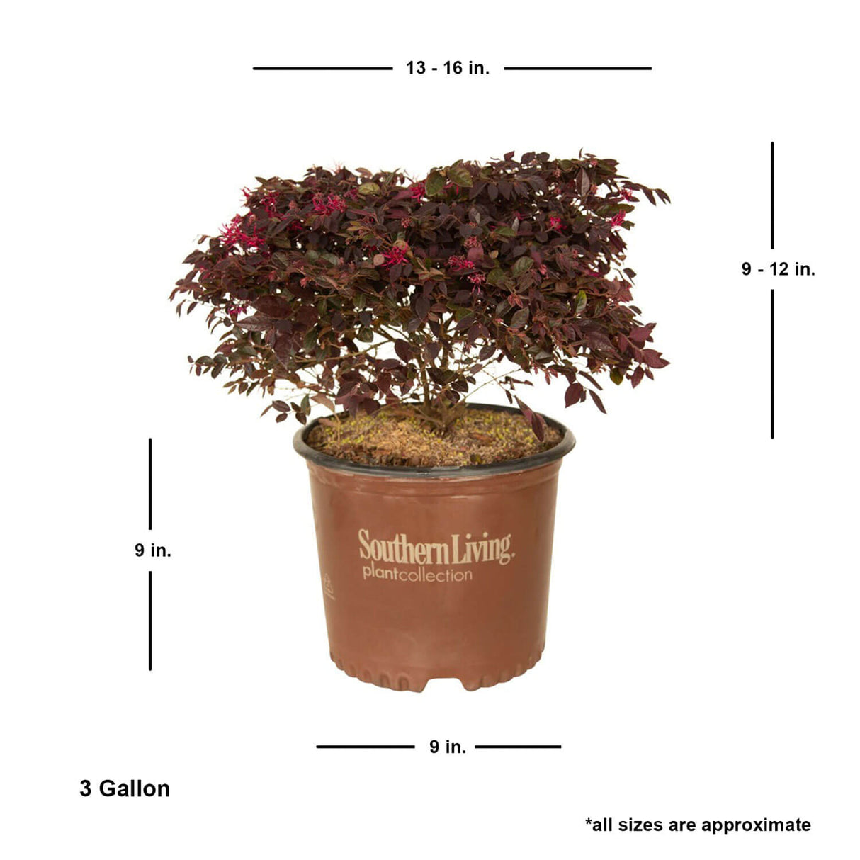 chinese fringe flower purple daydream loropetalum 3 gallon live bush for sale online
