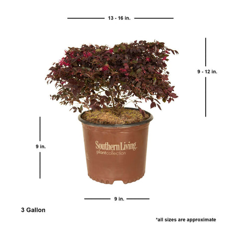 chinese fringe flower purple daydream loropetalum 3 gallon live bush for sale online
