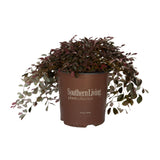 2 gallon evergreen purple pixie loropetalum for sale online from  southern living plant collection