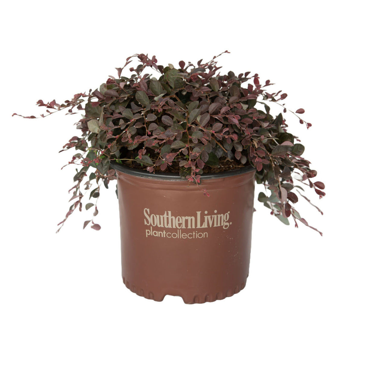 3 gallon weeping purple pixie loropetalum for sale is a dark purple landscape shrub from southern living plant collection