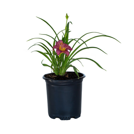 purple daylilies for sale online 