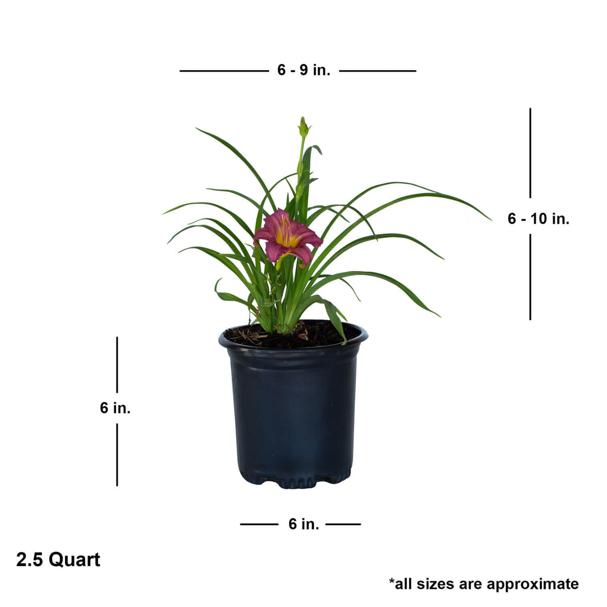 purple daylily flowering live potted plant for sale in black pot plantsbymail